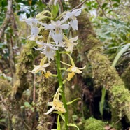 11. Calanthe sylvatica Orchidaceae Indigène La Réunion.jpeg